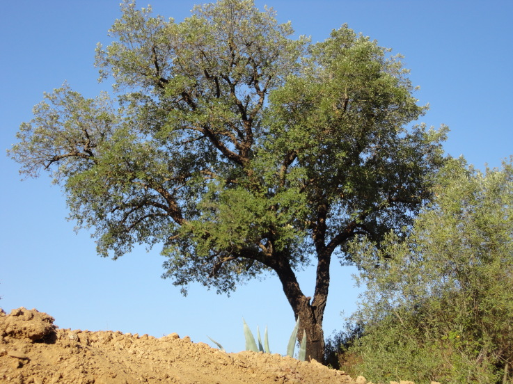 Korkeiche